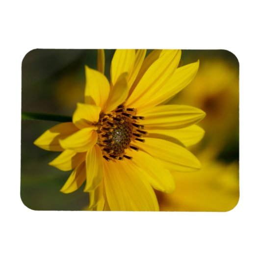 Yellow Daisy Helenium Magneet (Horizontaal)