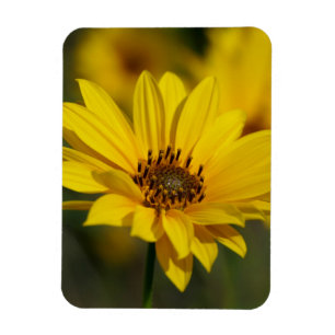 Yellow Daisy Helenium Magneet