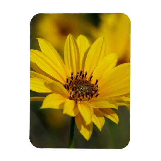 Yellow Daisy Helenium Magneet (Verticaal)
