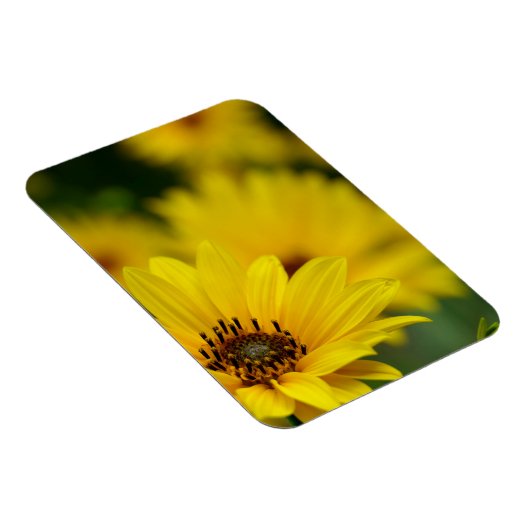Yellow Daisy Helenium Magneet (Rechterzijde)