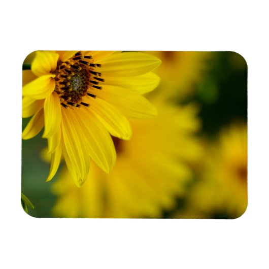 Yellow Daisy Helenium Magneet (Horizontaal)