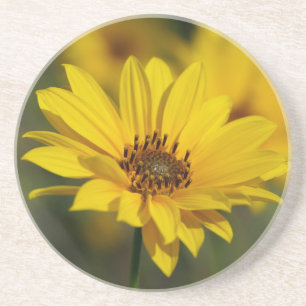 Yellow Daisy Helenium Zandsteen Onderzetter