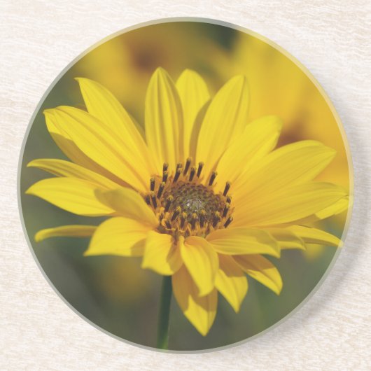 Yellow Daisy Helenium Zandsteen Onderzetter (Voorkant)