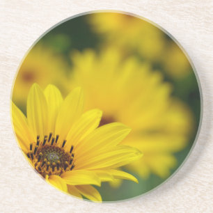 Yellow Daisy Helenium Zandsteen Onderzetter