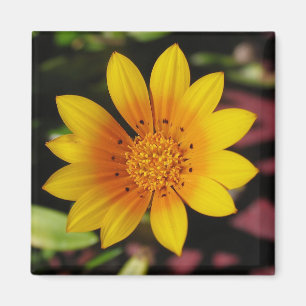 Yellow Daisy Magneet
