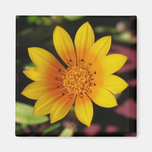 Yellow Daisy Magneet (Voorkant)