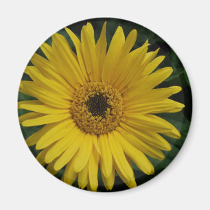 Yellow Daisy Magnet