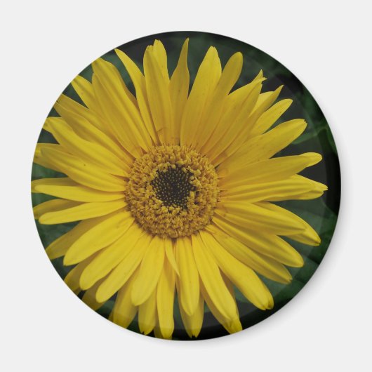 Yellow Daisy Magnet (Voorkant)
