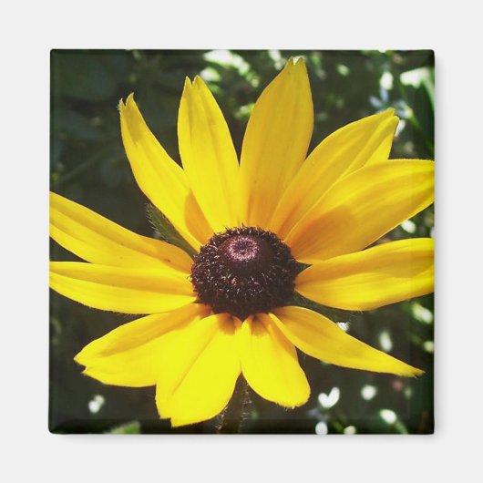 Yellow Daisy Magnet (Voorkant)