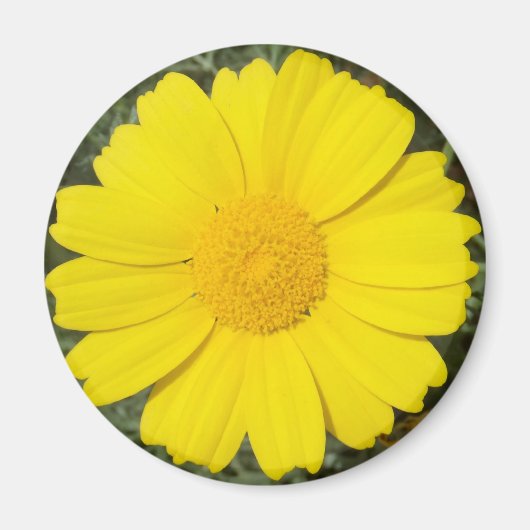 Yellow Daisy magnet (Voorkant)