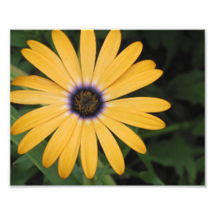 Yellow Daisy Photo Print Foto Afdruk