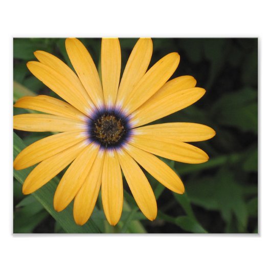 Yellow Daisy Photo Print Foto Afdruk (Voorkant)