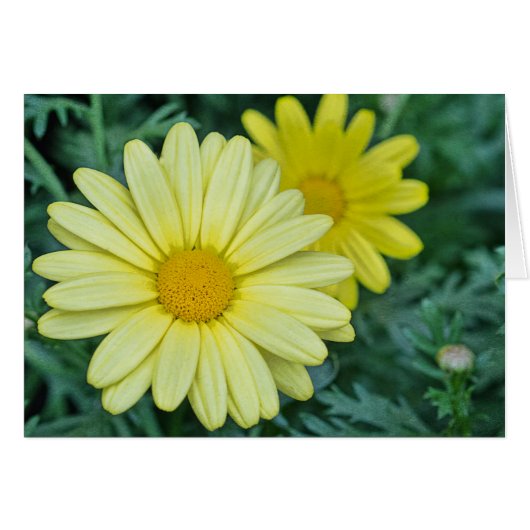 Yellow Daisy PhotoArt (Voorkant Horizontaal)