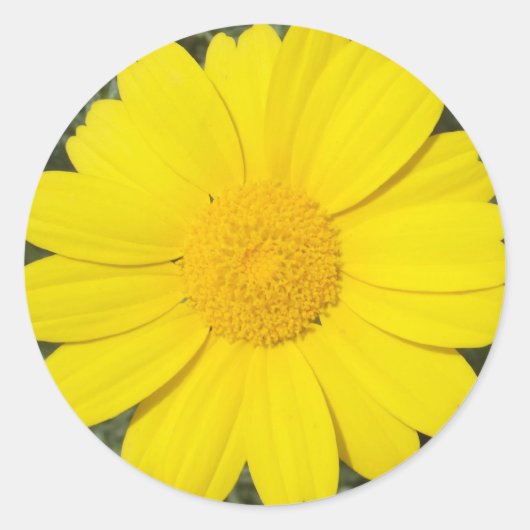 Yellow Daisy stickers (Voorkant)