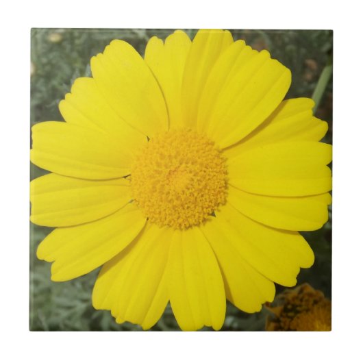 Yellow Daisy tegel Tegeltje (Voorkant)