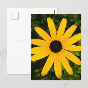 Yellow Daisy Wildflower fotografie Briefkaart