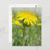Yellow Dandelion Briefkaart (Voorkant / Achterkant)