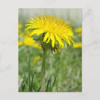 Yellow Dandelion Briefkaart