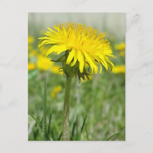 Yellow Dandelion Briefkaart (Voorkant)
