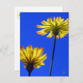 Yellow Dandelions Against Blue Sky Briefkaart (Voorkant / Achterkant)