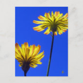 Yellow Dandelions Against Blue Sky Briefkaart (Voorkant)