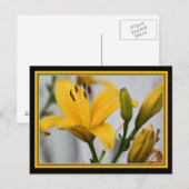 Yellow Day Lillies Briefkaart (Voorkant / Achterkant)