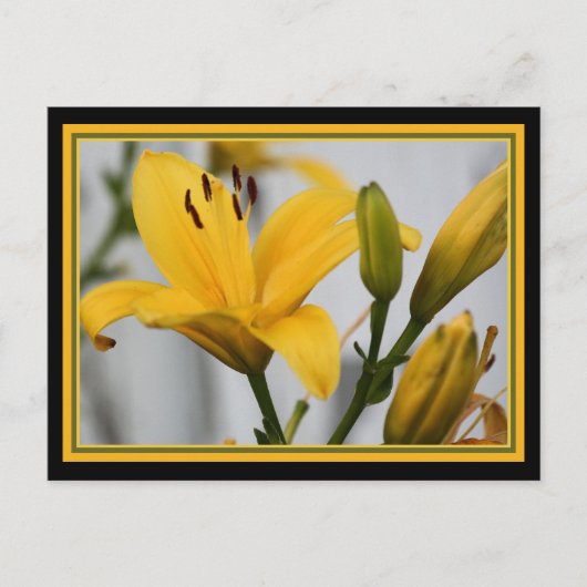 Yellow Day Lillies Briefkaart (Voorkant)