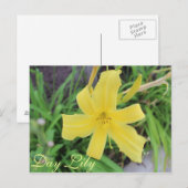 Yellow Day Lily # 1 Briefkaart (Voorkant / Achterkant)
