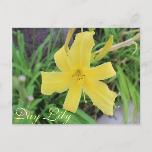 Yellow Day Lily # 1 Briefkaart (Voorkant)