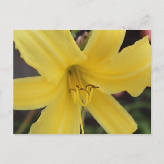 Yellow Day Lily # 2 Briefkaart (Voorkant)