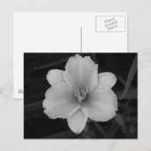 Yellow Day Lily Briefkaart (Voorkant / Achterkant)