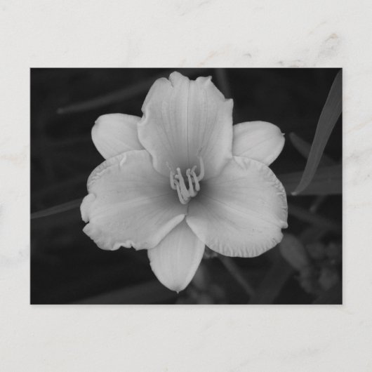 Yellow Day Lily Briefkaart (Voorkant)
