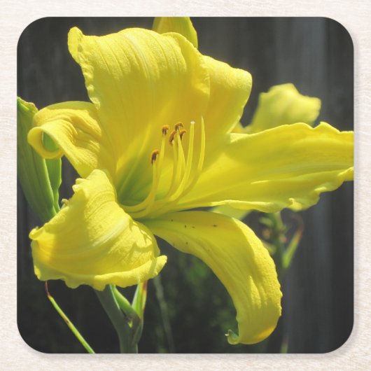 Yellow Day Lily Party Onderzetter (Voorkant)