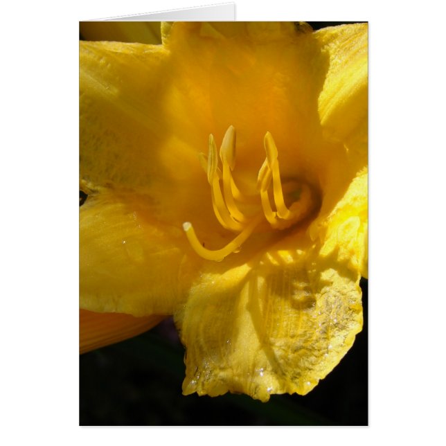 Yellow Daylily (Voorkant)