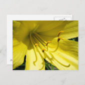 Yellow Daylily Briefkaart (Voorkant / Achterkant)