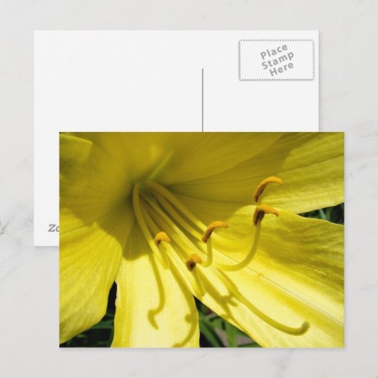 Yellow Daylily Briefkaart (Voorkant / Achterkant)