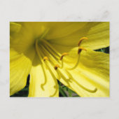 Yellow Daylily Briefkaart (Voorkant)