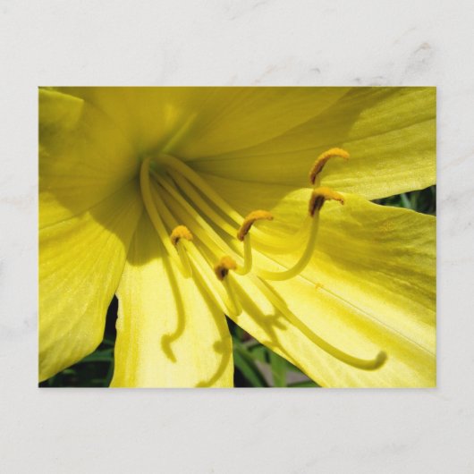 Yellow Daylily Briefkaart (Voorkant)