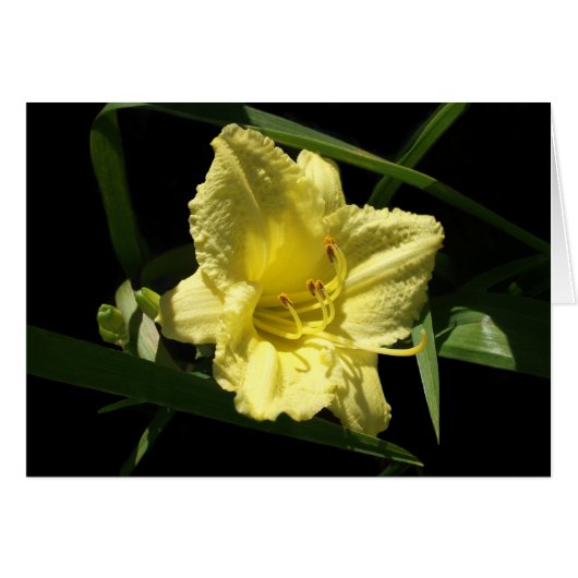 Yellow Daylily Flower Hemerocallis (Voorkant Horizontaal)