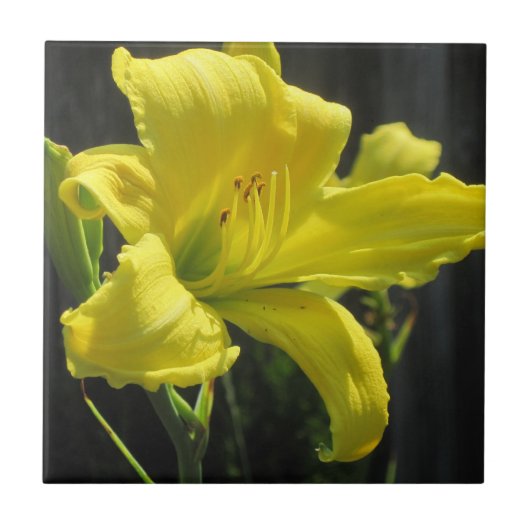 Yellow Daylily Tegeltje (Voorkant)