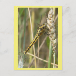 Yellow Dragonfly Close Up DIY Briefkaart