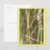 Yellow Dragonfly Close Up DIY Briefkaart (Voorkant / Achterkant)