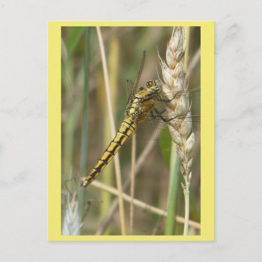 Yellow Dragonfly Close Up DIY Briefkaart (Voorkant)