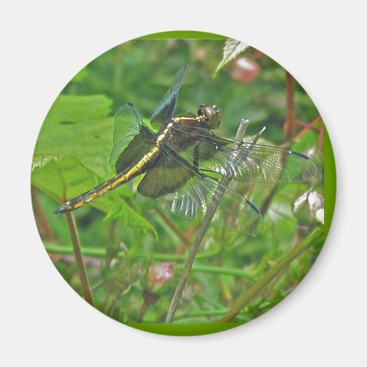Yellow Dragonfly Magnet (Voorkant)
