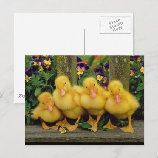 Yellow Duck Dancers Briefkaart (Voorkant / Achterkant)