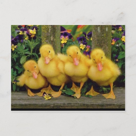 Yellow Duck Dancers Briefkaart (Voorkant)