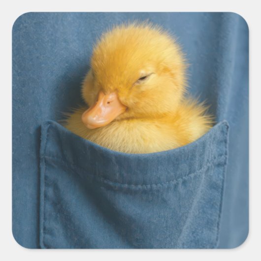 Yellow Duckling In a T-shirt Pocket Vierkante Sticker (Voorkant)