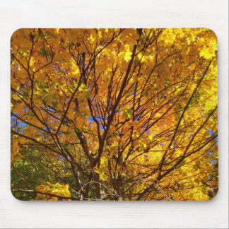 Yellow Fall Foliage Muismat