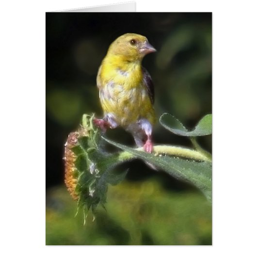 Yellow Finch (Voorkant)