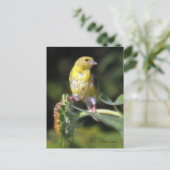 Yellow Finch Briefkaart (Staand voorkant)